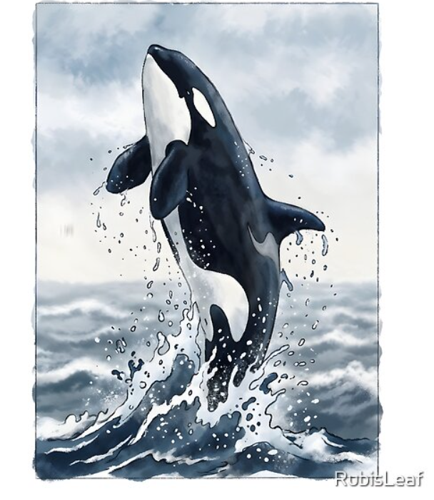 modekai_shop's tweet image. #orca #whale #marine #wildlife #watercolor #orcinus #cetacea #delphinidae #breaching #aquatic #dorsal #flippers #ocean #sea #killerwhale
redbubble.com/i/t-shirt/Orca…