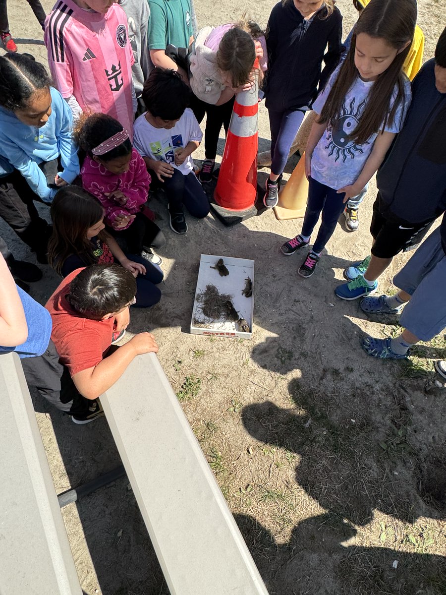 gchidiac211's tweet image. Mr. Cattelona and the Ocean Acres staff saved these little baby bunnies that were on our playground today! @StaffordTwpEd #studentsfirst