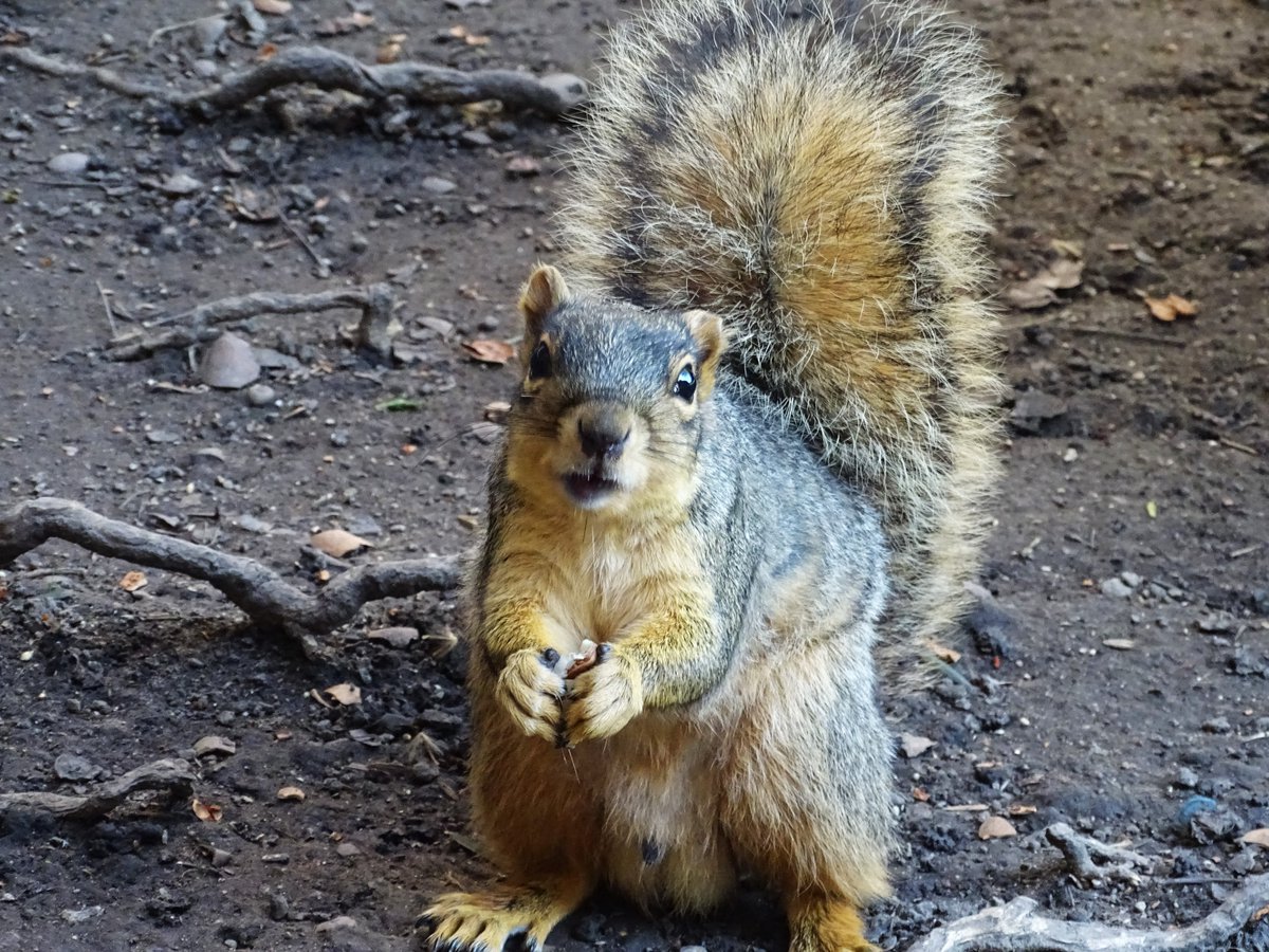 Sneak Preview of Duncan the newbie male fox squirrel, will have a few more tomorrow