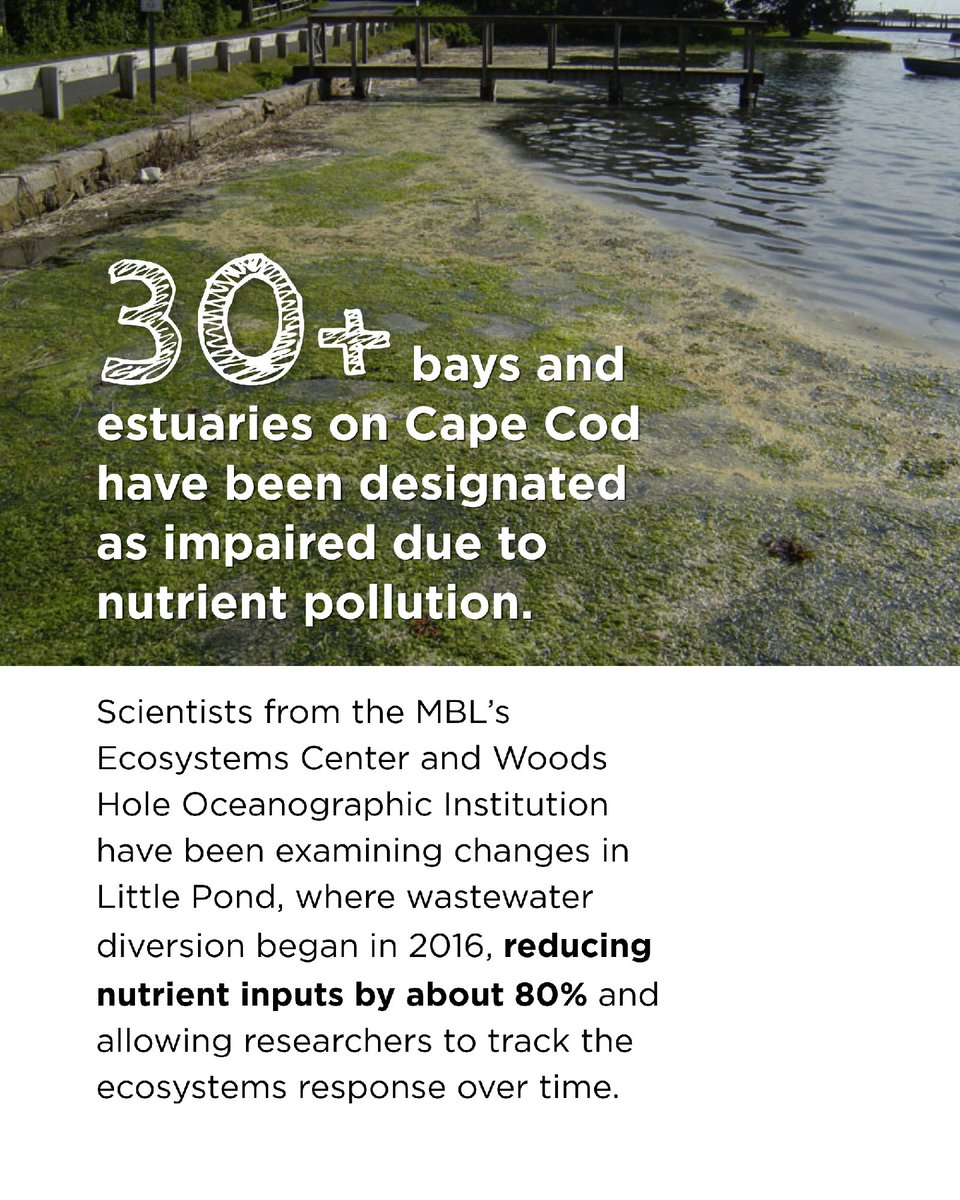 Marine Biological Laboratory (MBL) tweet media