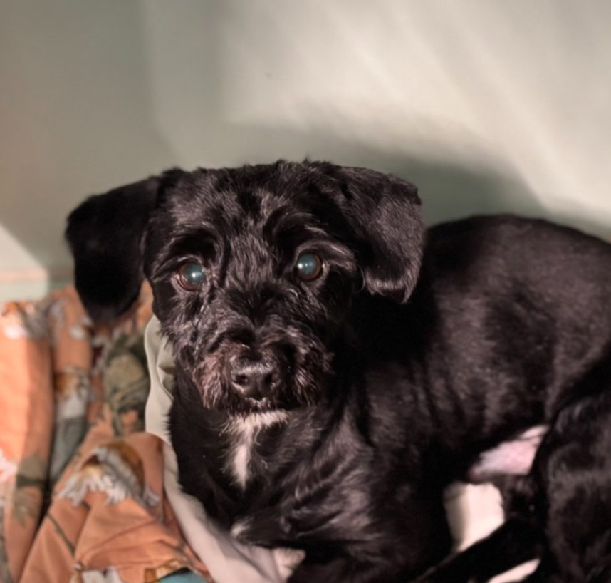 🚨 Last call for 4-y/o Papa, now under kill command. Under 20 lbs, owner called police to remove Papa b/c bit a finger when owner was bugging him while he was eating. Came in matted, now shaved. Owner said Papa had no experience outside the apt, never let outside or walked but is