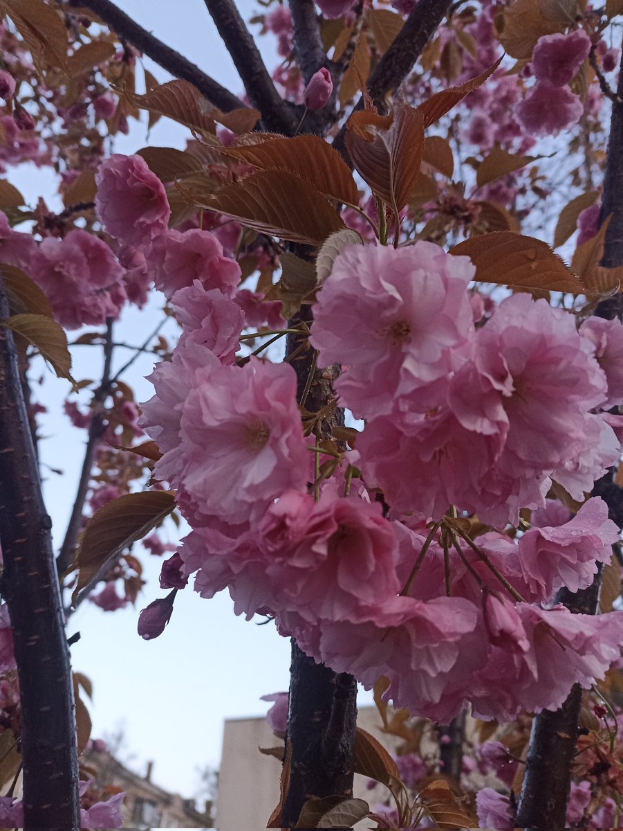 桜が開花する