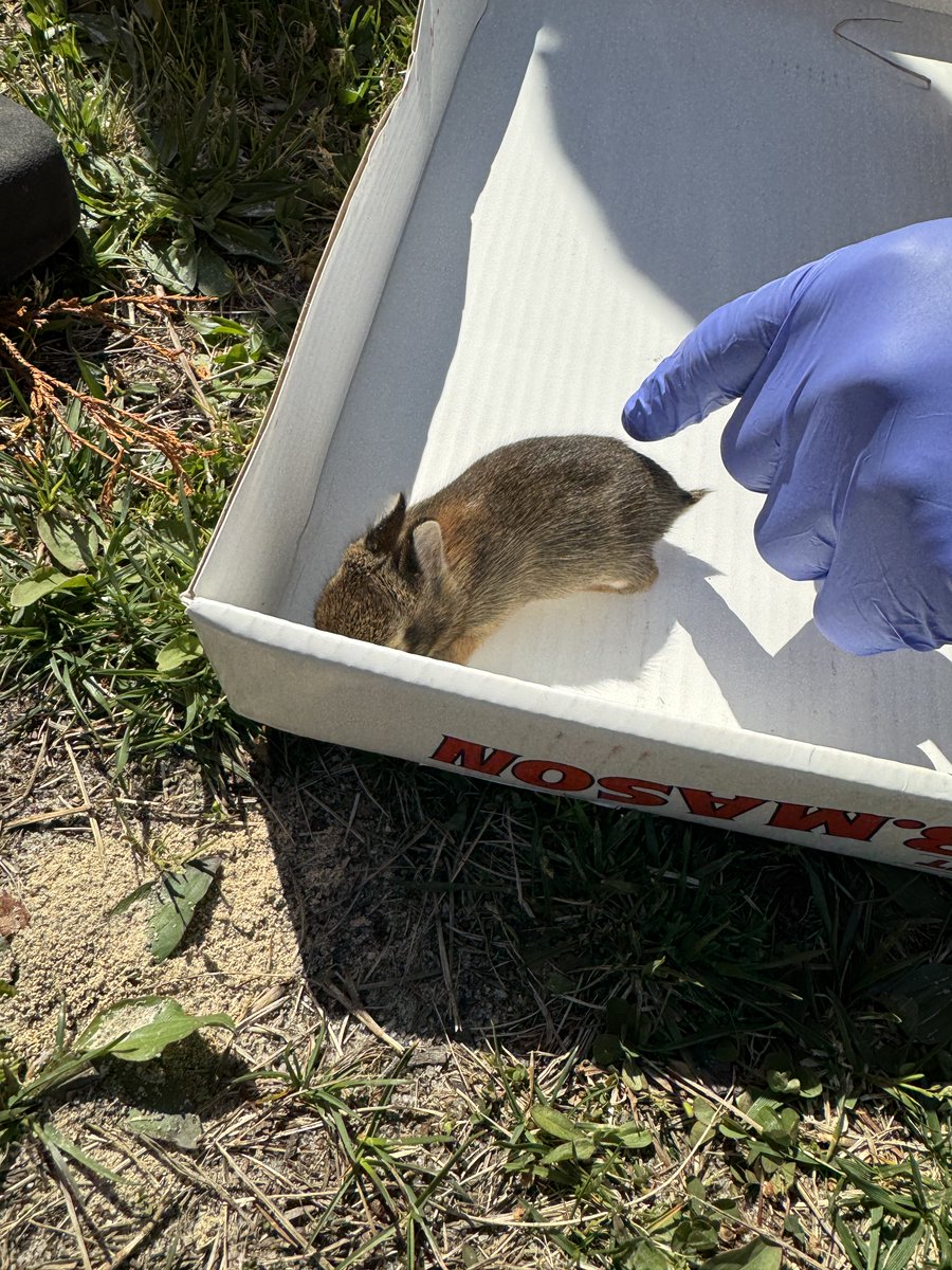 gchidiac211's tweet image. Mr. Cattelona and the Ocean Acres staff saved these little baby bunnies that were on our playground today! @StaffordTwpEd #studentsfirst