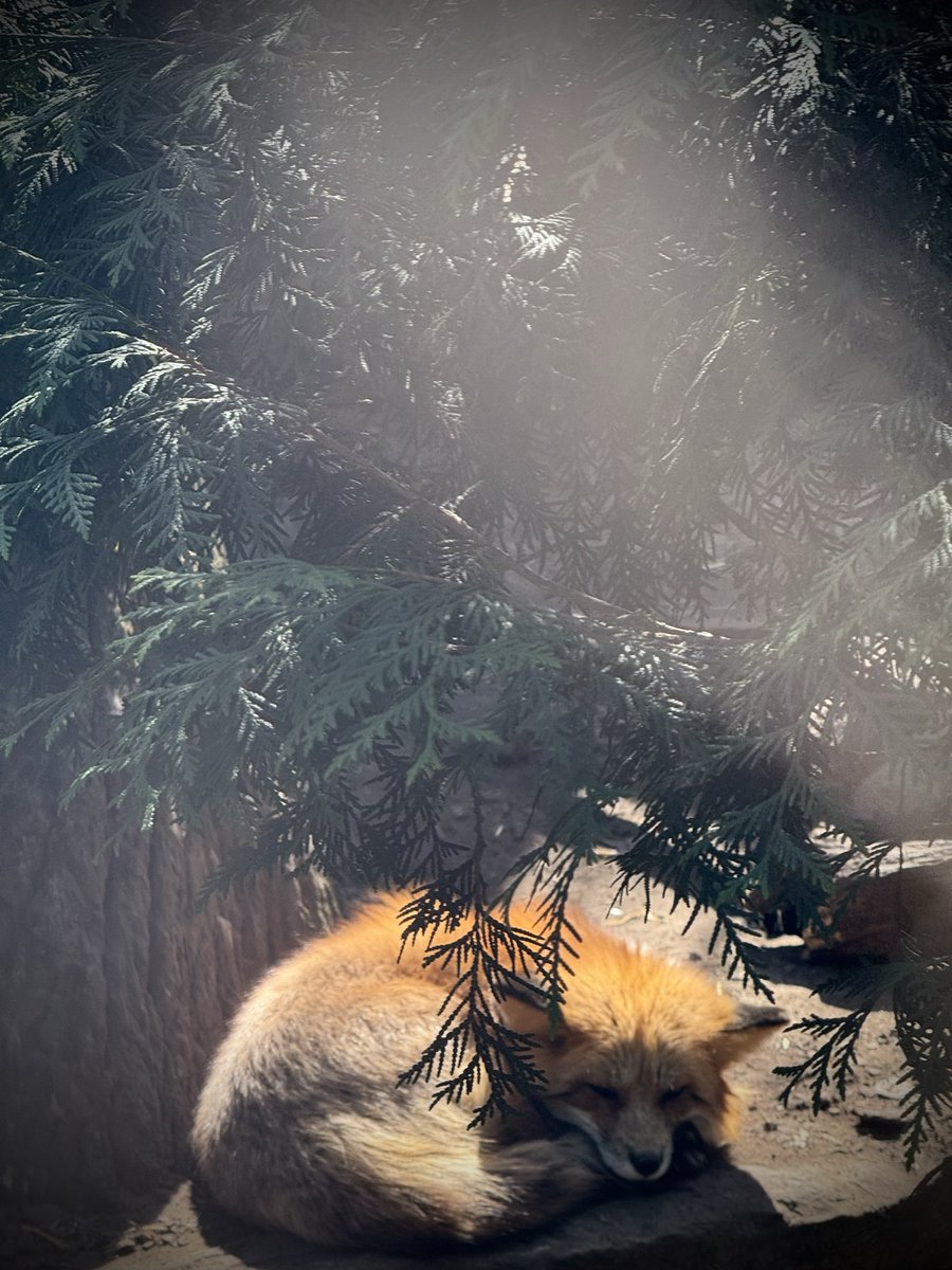 Fluffy tweet media