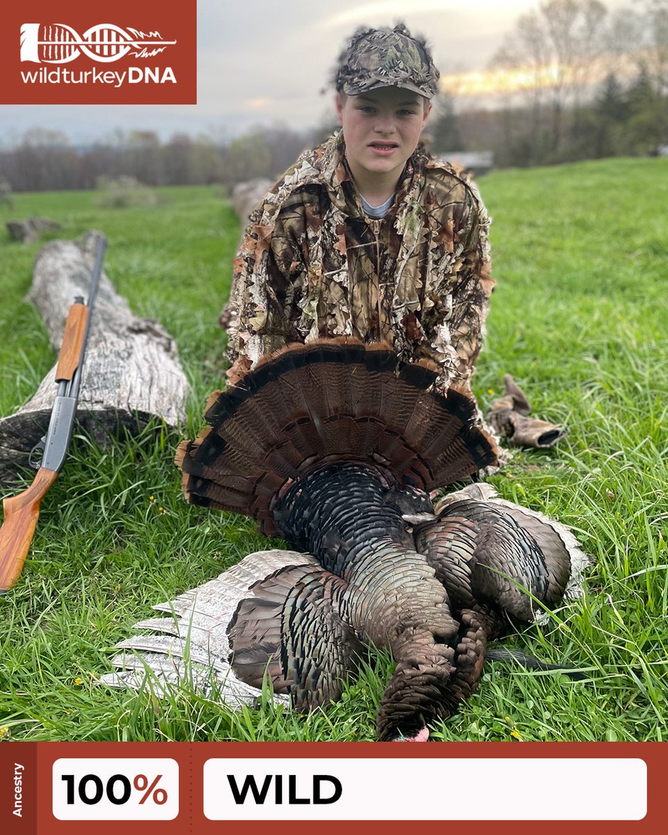 wildturkeyDNA tweet media