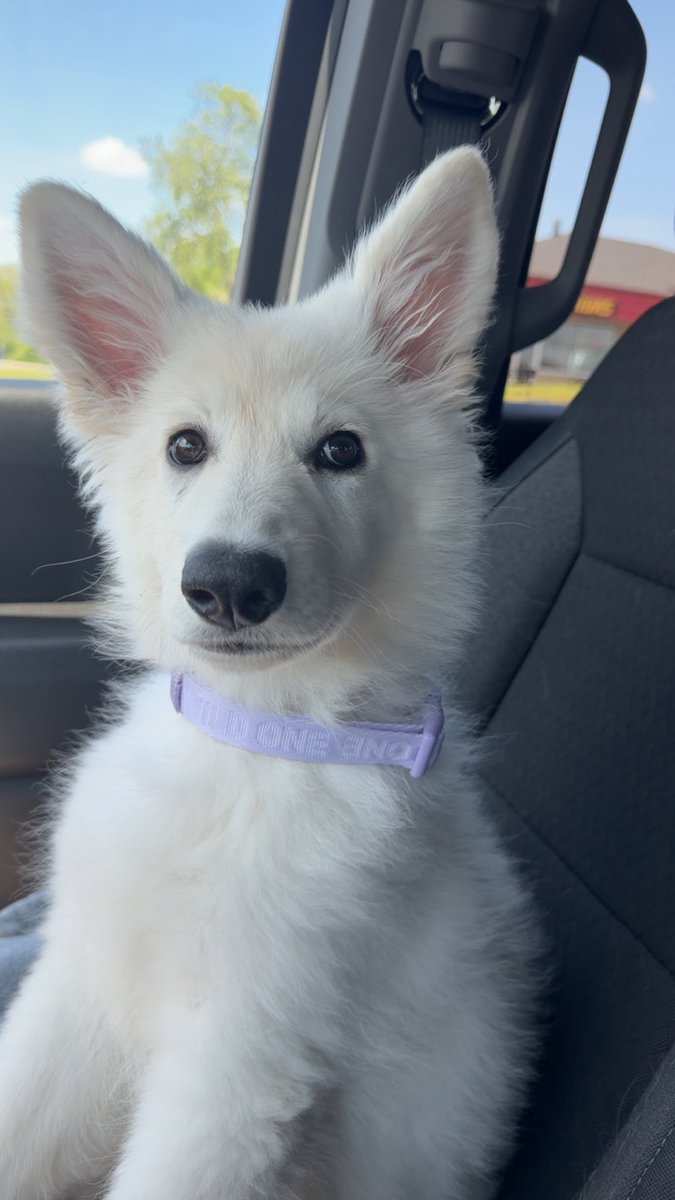 The Chief tweet media