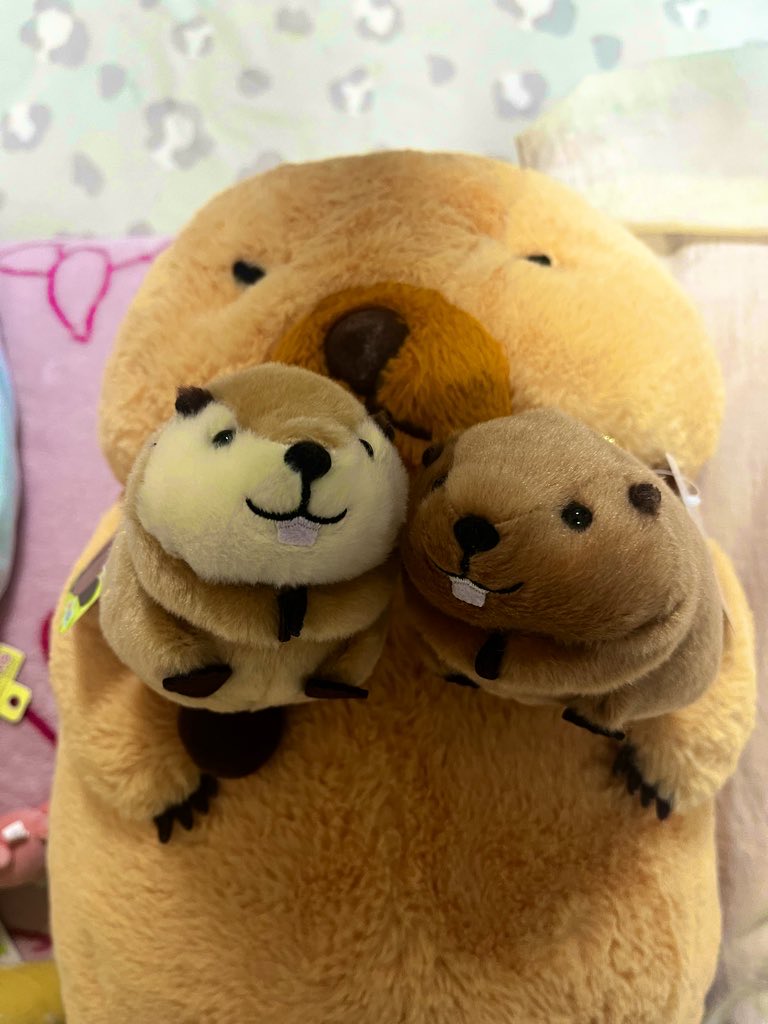 いっちー(巣穴から出たり入ったりしてるよ) tweet media