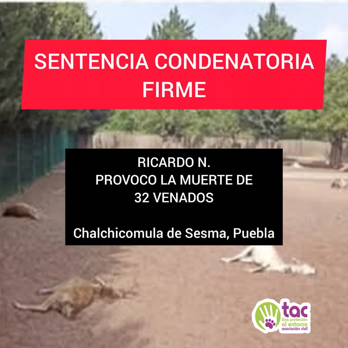 Ni Perra Idea - Periodismo Daltónico tweet media