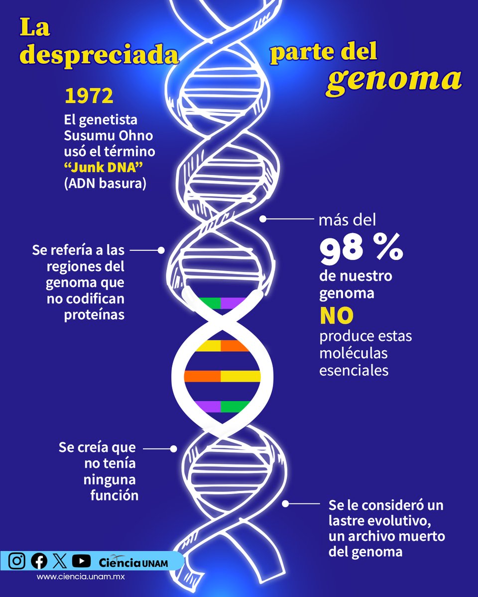 Ciencia_UNAM's tweet image. #Salud |98% de nuestro #genoma no produce proteínas. Se consideró #ADNBasura porque se pensaba que las proteínas eran las portadoras de la herencia; su complejidad química parecía suficiente para la transmisión de la información genética bit.ly/46uFC2C
