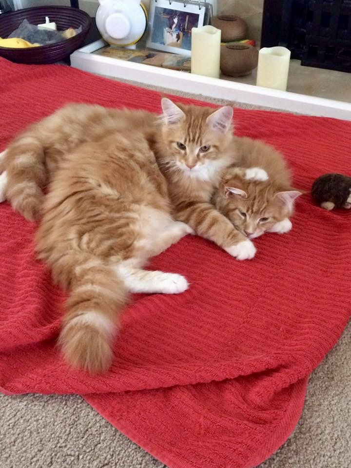 All the way back to 2016 for today’s #ThrowbackThursday and we find the boys on their grooming station. Mum set it up to encourage them to accept regular brushing and it worked a treat! They would come bounding along and sit down for a brush! 😸😸🦁🦁 #teamfloof #CatsOfTwitter