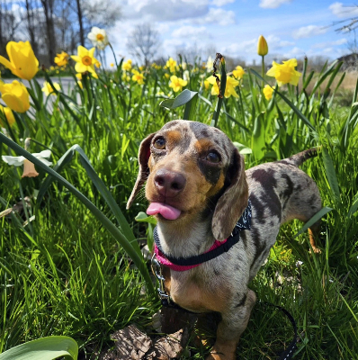Modern Dog magazine tweet media