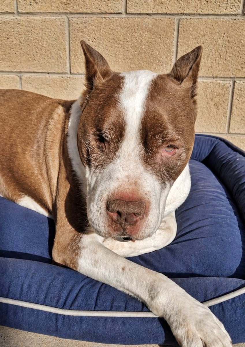 #Madrid
A veces la vida se ensaña. #TAYSON lo sabe 😒.

Su "familia" lo abandonó en la perrera y allí ha pasado años esperando que alguien lo vea más allá de su etiqueta. Sobreviviendo.

Él sigue aquí, luchando por dentro, aunque la vida le haya ido mermando ilusiones y hecho