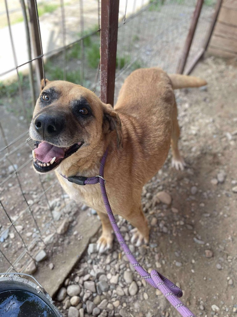 Romania

Aidan is 7 years old and has spent 5 years waiting 💔
He is an absolute sweetheart, greeting you like you're the best thing in the world, and soaking up the love❤️
Aidan can live with dogs and kids.
We can cat test him.

Apply: pawprints2freedom.co.uk/apply