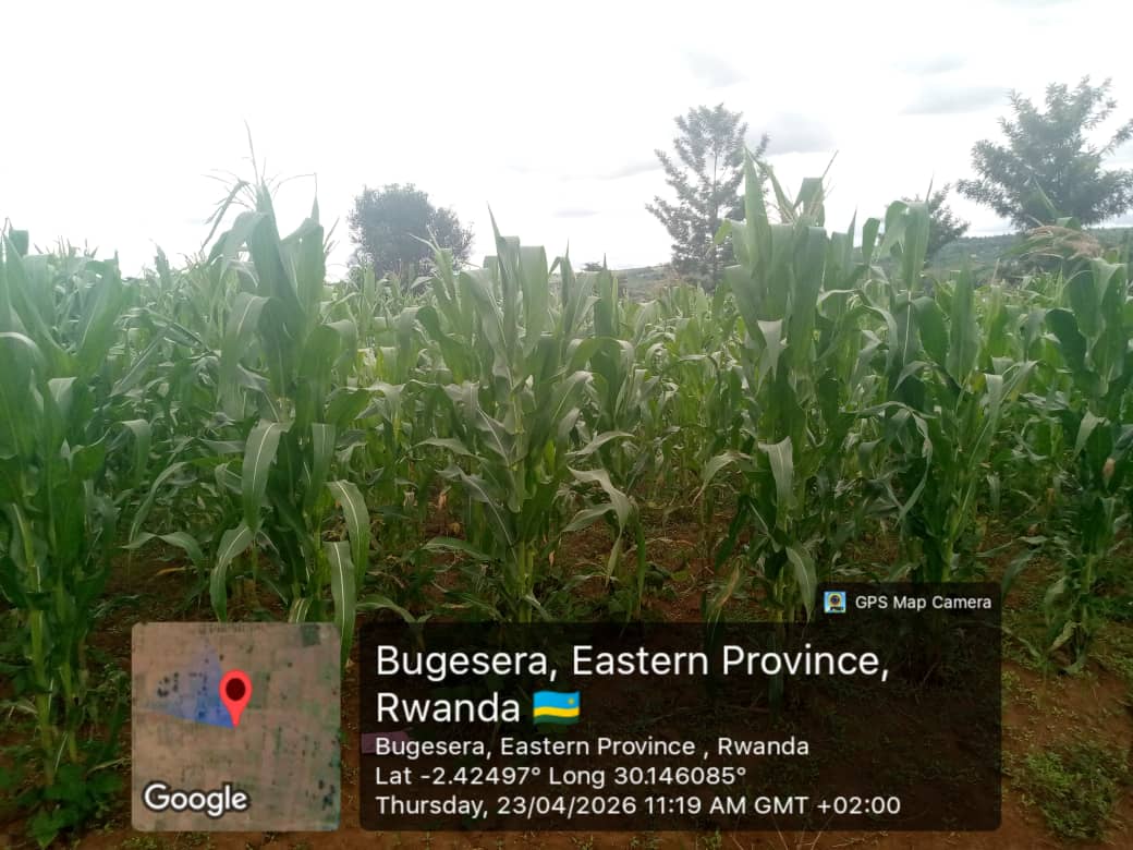 KWIGIRA 3600 FOUNDATION (K3600F) tweet media