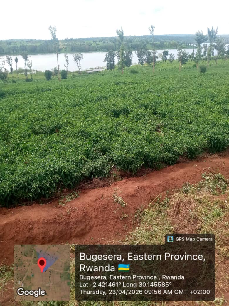 KWIGIRA 3600 FOUNDATION (K3600F) tweet media