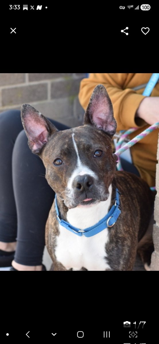 MyBoxerLuvMac1's tweet image. 💔Ranger💔
#NYCACC #251305 7y
▪️Kill Command 
#RescueOnly

Precious sweetie's💔, surr as owner hospitalized!
Grieving, fearful, trying 2 be brave.
Beautiful Sr angel's social w staff, seeks attn &amp;amp; those ears!
Low threshold 4 arousal, leash biting.
Will flourish once out.
Needs