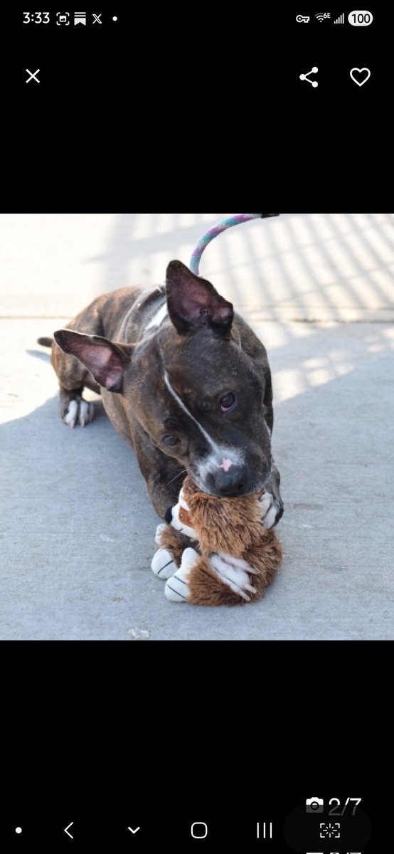 MyBoxerLuvMac1's tweet image. 💔Ranger💔
#NYCACC #251305 7y
▪️Kill Command 
#RescueOnly

Precious sweetie's💔, surr as owner hospitalized!
Grieving, fearful, trying 2 be brave.
Beautiful Sr angel's social w staff, seeks attn &amp;amp; those ears!
Low threshold 4 arousal, leash biting.
Will flourish once out.
Needs