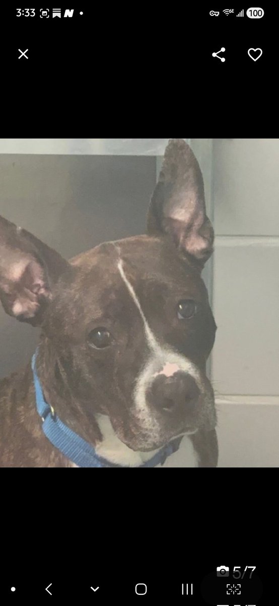 MyBoxerLuvMac1's tweet image. 💔Ranger💔
#NYCACC #251305 7y
▪️Kill Command 
#RescueOnly

Precious sweetie's💔, surr as owner hospitalized!
Grieving, fearful, trying 2 be brave.
Beautiful Sr angel's social w staff, seeks attn &amp;amp; those ears!
Low threshold 4 arousal, leash biting.
Will flourish once out.
Needs