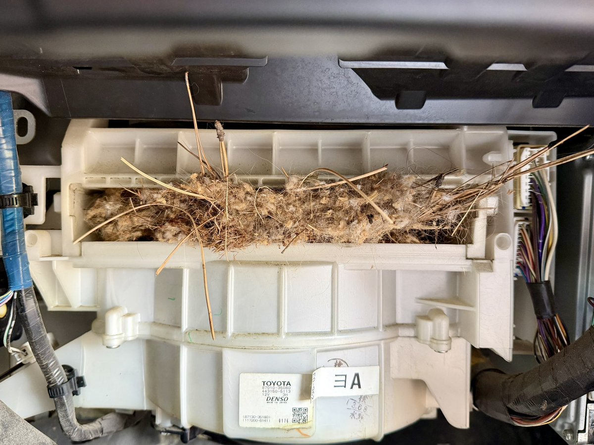 Sage of the Mountain tweet media