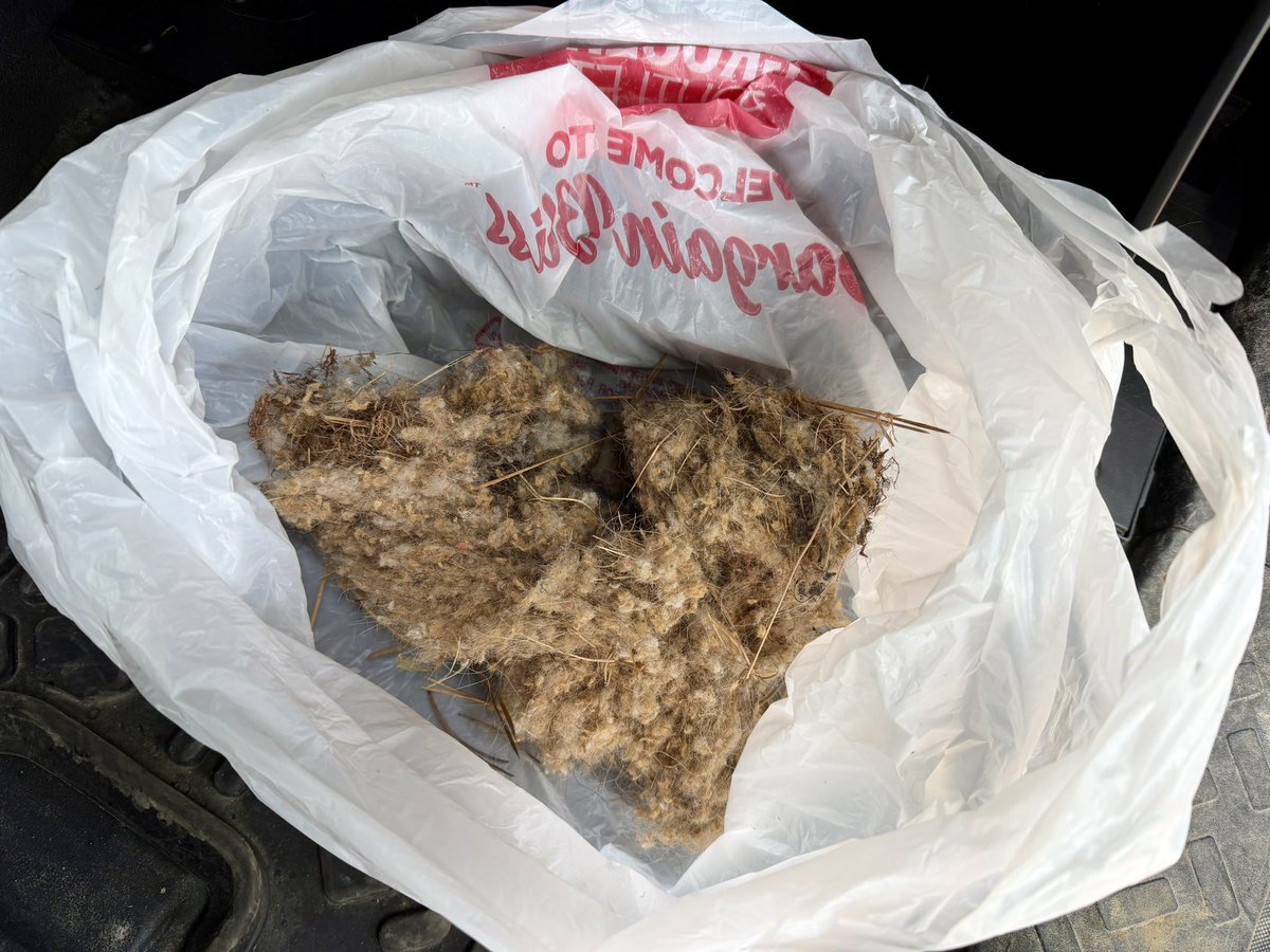 Sage of the Mountain tweet media