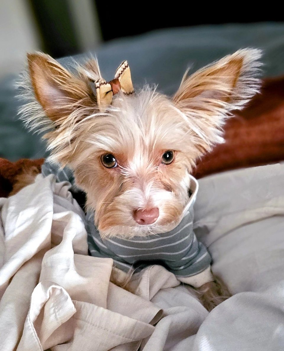 Modern Dog magazine tweet media