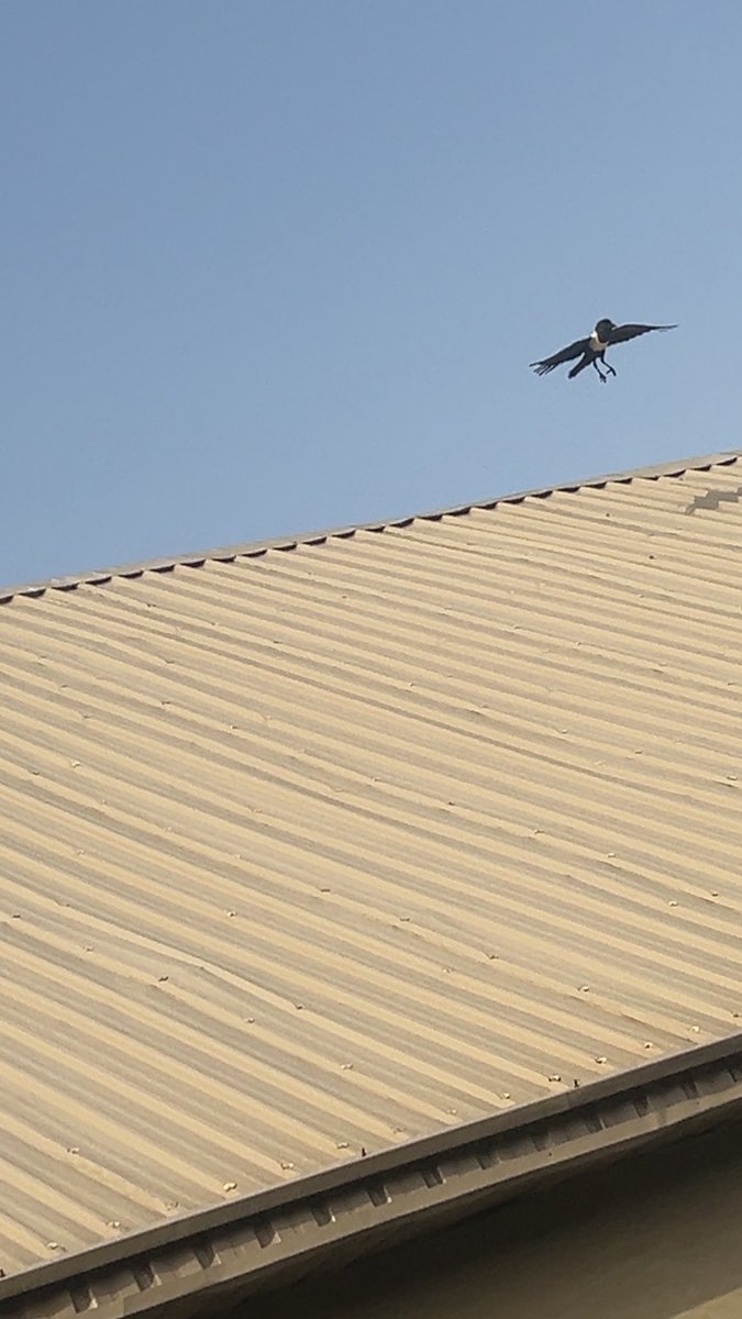 AYOMIPOSI 👑 tweet media