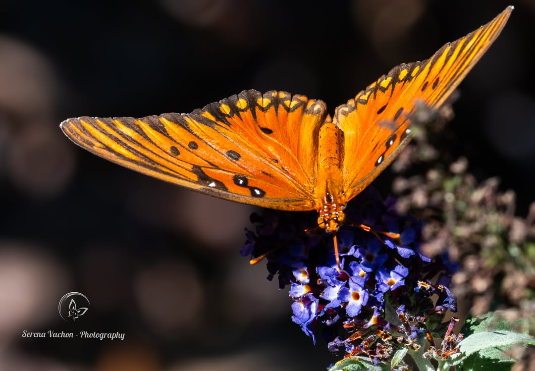SerenaVachon's tweet image. Orange beauty! #butterfly #butterflies #nature #NaturePhotography #naturelovers