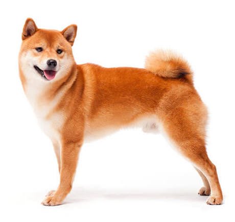 OG INU tweet media