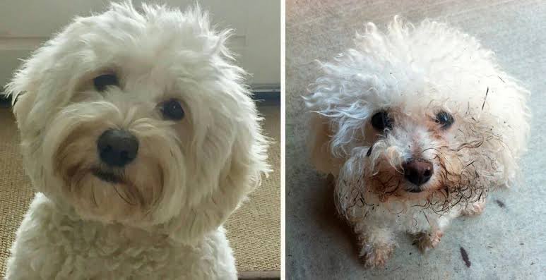 Emiliano Banda tweet media