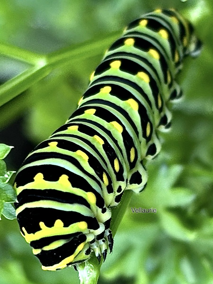 VijayEllaurie's tweet image. Insect Thursday🐝🦋
Drop yours. 
#InsectThursday #caterpillar