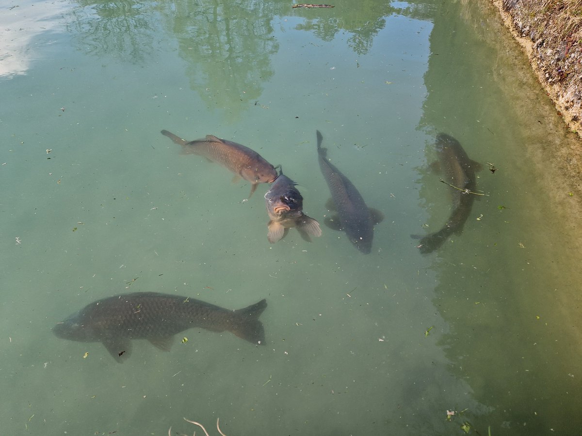 ChristophFreina's tweet photo. Stör- und sonstige Fischlage in #Hellbrunn https://t.co/nxknmCv2R8