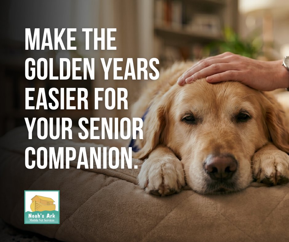 noahsarkmobile's tweet photo. As pets age, mobility challenges can make car rides and clinic floors painful and difficult. We specialize in senior pet care, bringing arthritis management and wellness checks directly to their favorite bed.

Book a mobile wellness check today!

#mobilevet #KelownaBC https://t.co/VcZUcqvgjl