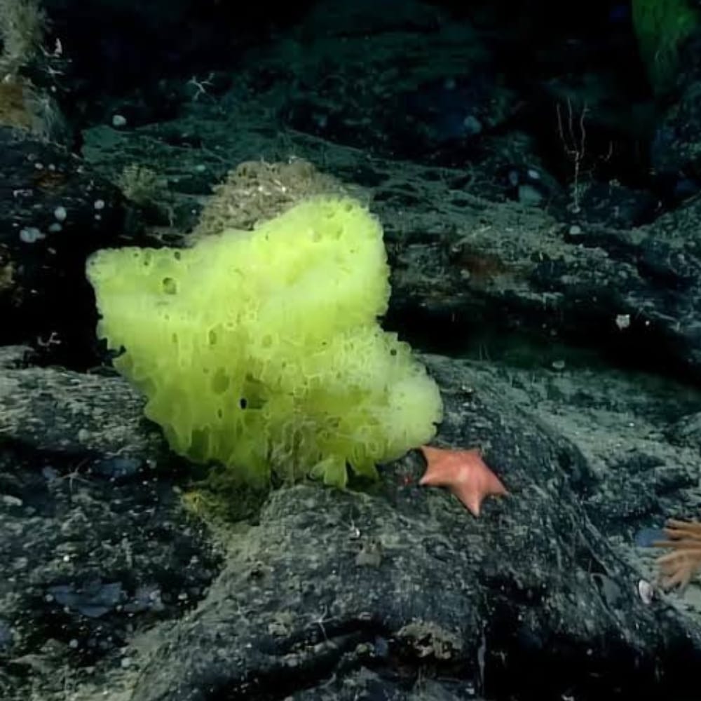 Científicos de la NOAA captan en el fondo del Atlántico a casi 2,000 metros de profundidad:
Una esponja amarilla y una estrella de mar rosada
“¡Bob Esponja y Patricio en la vida real!”
Aunque parecen amigos… algunas estrellas de mar pueden alimentarse de esponjas.