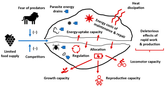 Sci_MDPI's tweet image. 🚨 Highly viewed Article:

Power and Efficiency in Living Systems

🎓 By Prof. Dr. Glazier, from @juniatacollege, USA

👀Full article: brnw.ch/21x1Sja

#power; #efficiency; #production; #resourceacquisition; #fitness