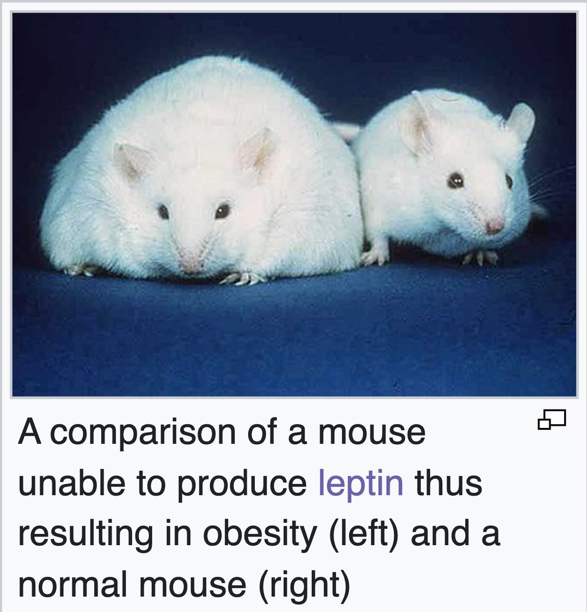 Dalton (Analyze & Optimize) tweet media