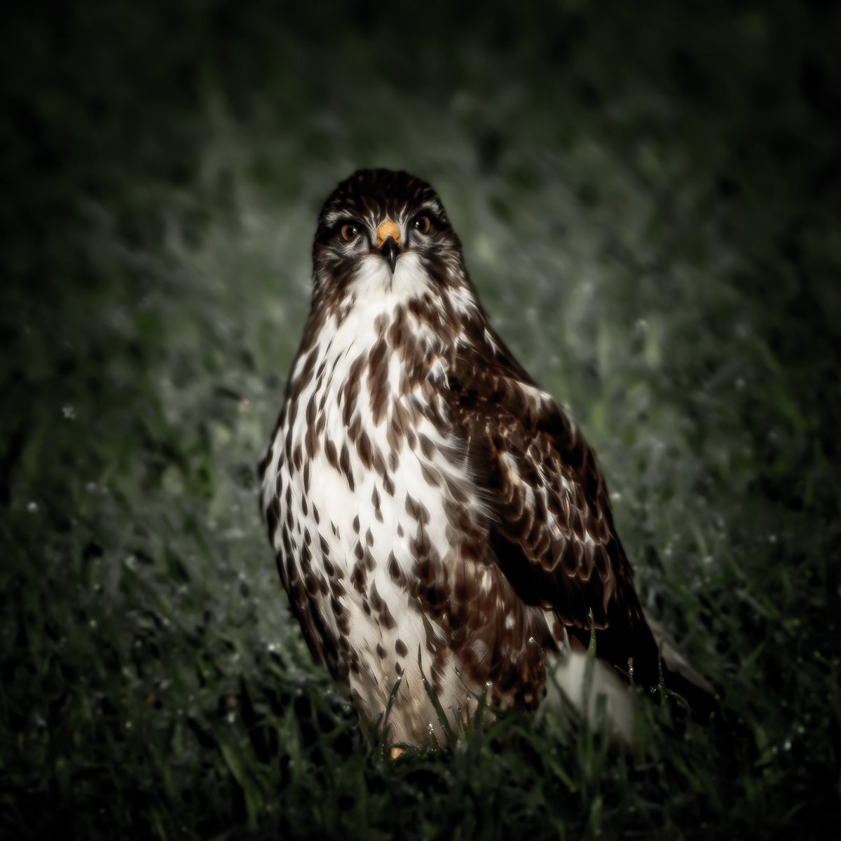 jmg1134's tweet photo. Le regard de la buse nous transporte immédiatement dans le « sauvage » 

#sauvage #nature #wild #rapace https://t.co/OOGjy2Qrin