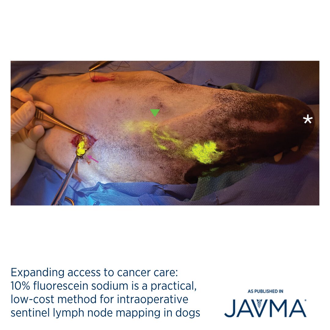 AVMAJAVMA's tweet image. A low-cost, accessible technique may facilitate adoption of sentinel lymph node mapping in general veterinary practice. Open access article: jav.ma/sln @maxwelldvm @ufvetmed #sentinellymphnode #flouresceinsodium #dog #lymphaticmapping #surgicaloncology