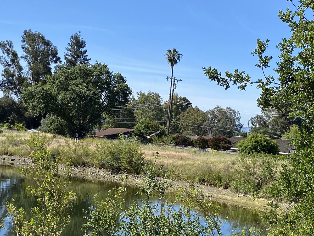 Today, at Dr. Robert Gross Pond in San Jose California. I have found a Bald Eagle!
🦅
Makes every sense, for this April is actually a month of the Birds. Including the Griffin of this month also (a half-lion &amp; half-Eagle).