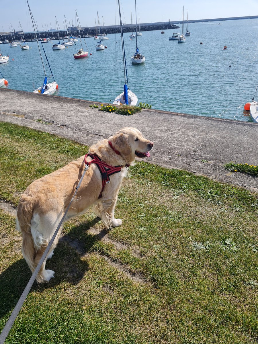 nidgeoc's tweet image. He lives in a pineapple under the sea you say...#spongebob