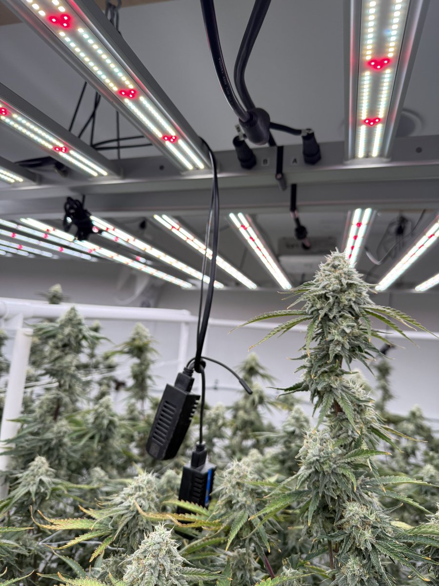 CactusJax tweet media