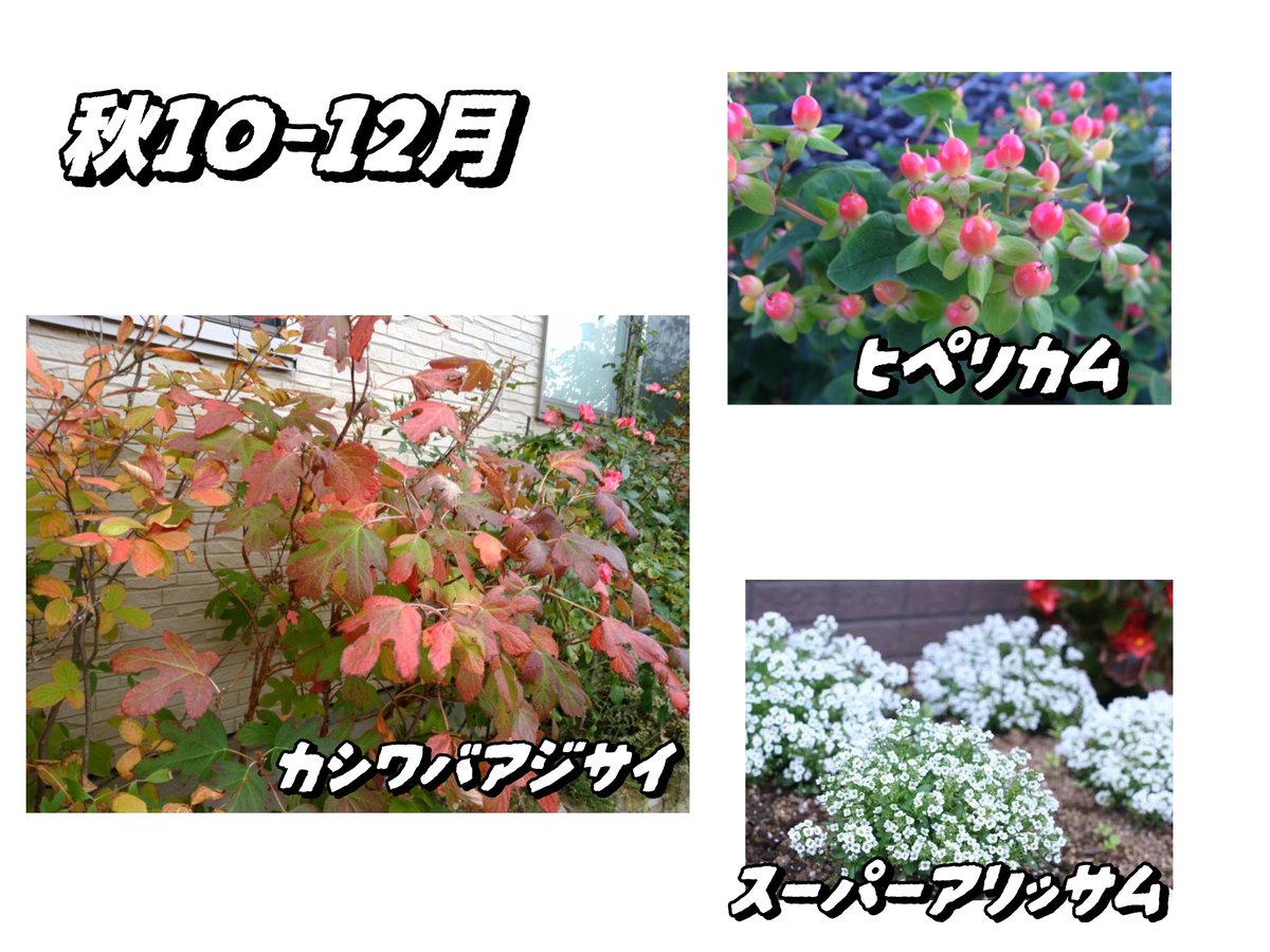 嵐吹子 tweet media