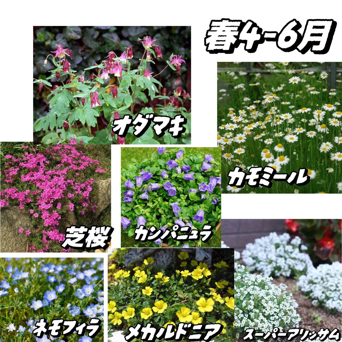 嵐吹子 tweet media