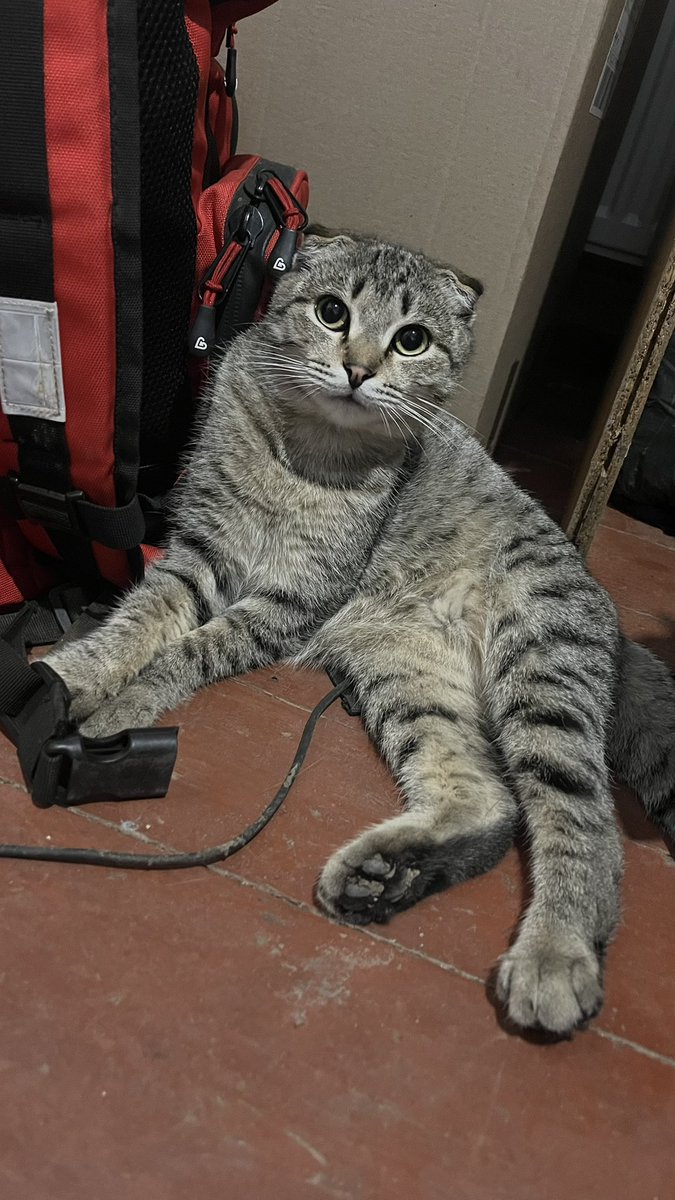 Котика Аркадія досі ніхто не захотів укотовити. Зовсім непорядок! Донбаський висловухий задарма, а ніхто навіть не поцікавився
