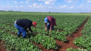 omar_lopez73827's tweet photo. En saludo al #1deMayo #AGER Las Tunas rinde homenaje a cada trabajador, técnico y colaborador cuya dedicación diaria garantiza la producción, la estabilidad alimentaria y el desarrollo de nuestra provincia
#SoberaniaAlimentaria
#GranosLasTunas https://t.co/OhmXbZoX2i