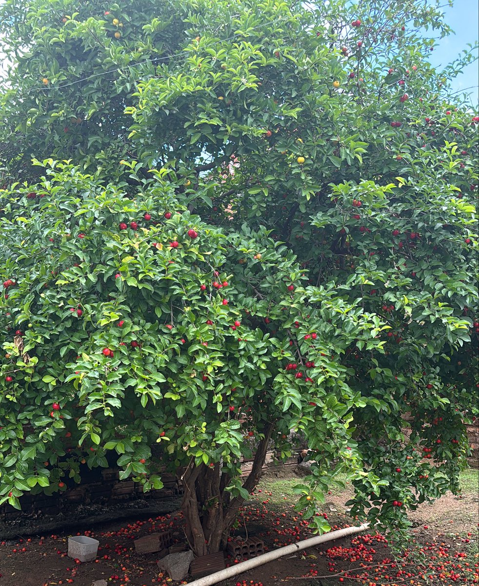 sr kim⁷ ៹ tweet media