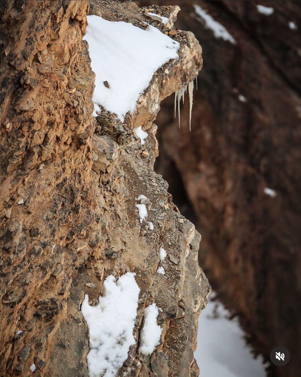 картошчка tweet media