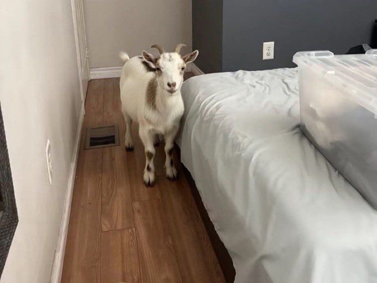 why is ryan gosling in my room
