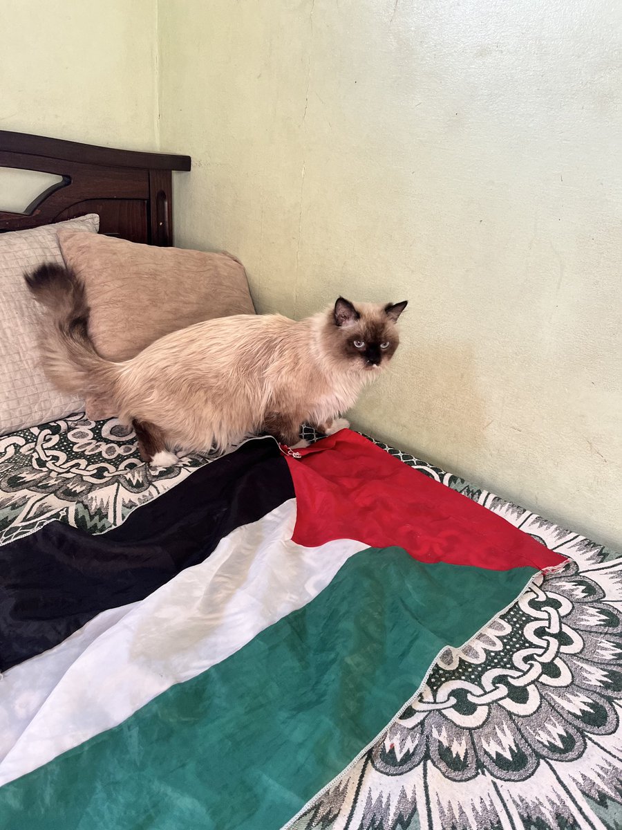 A photo of my cat Leo, who starved to death in Gaza because of your policies, will get more attention than this empty post.