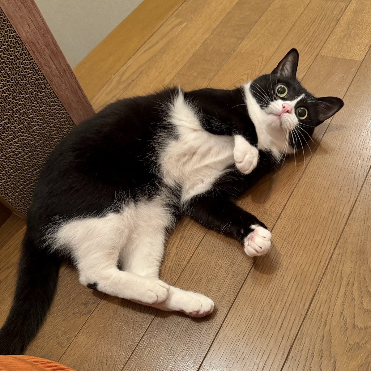 タトゥルヌス tweet media