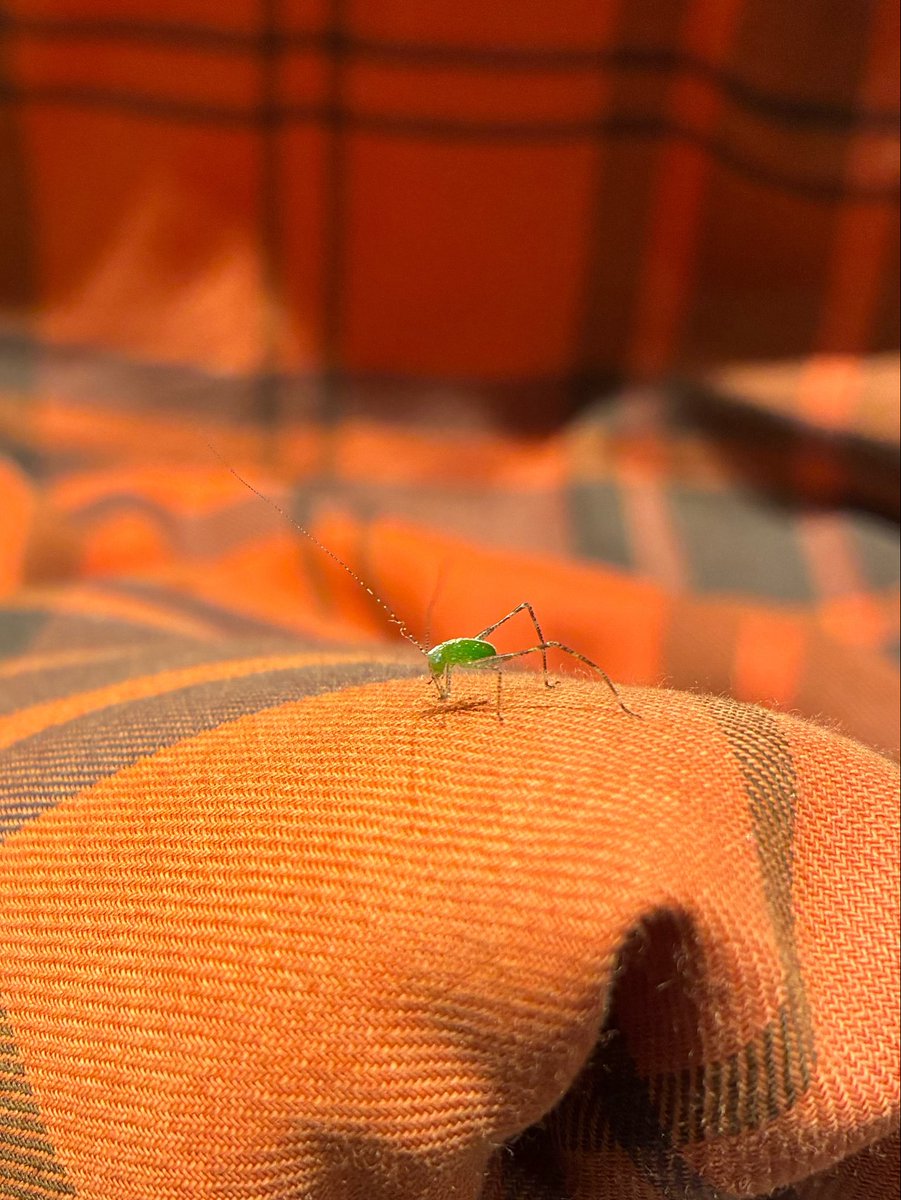 オカピー tweet media